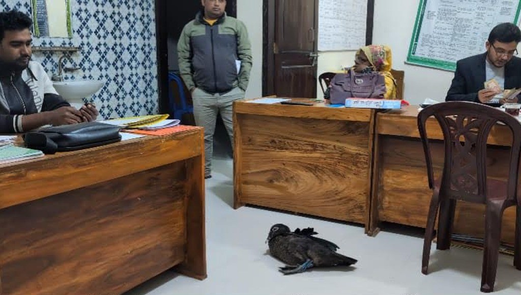 কিস্তির টাকা না পেয়ে হাঁস ধরে নিয়ে গেলেন এনজিও কর্মী